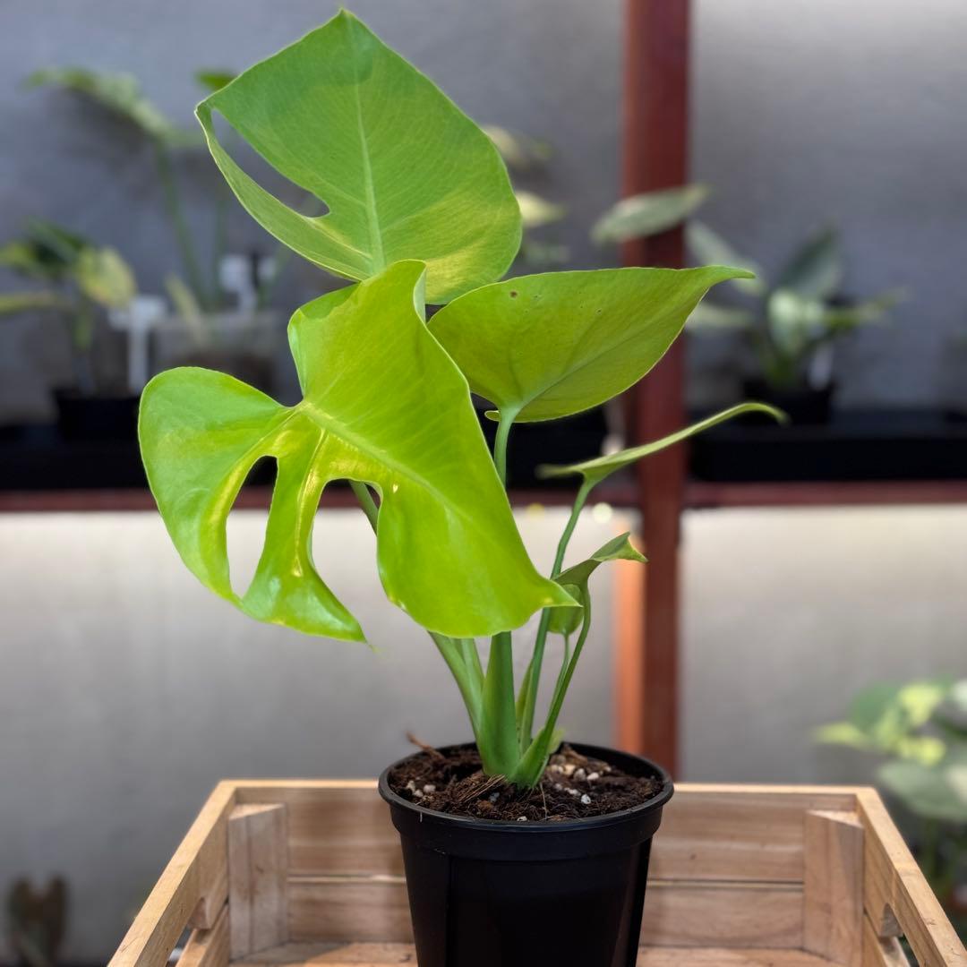 27 モンステラ　デリシオーサ　イエロームーン　花宇宙クンゾウ社長命名