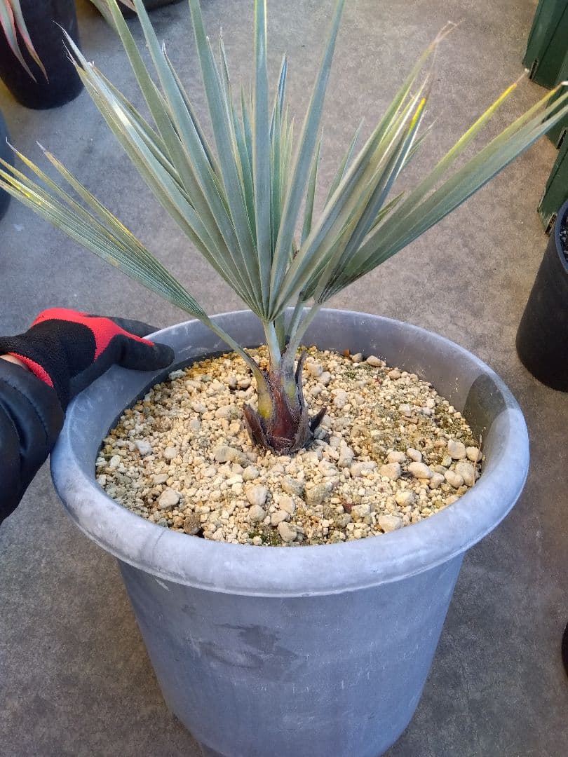 ブラヘアアルマータ　10号鉢つき　細葉コンパクトタイプ❗　さ