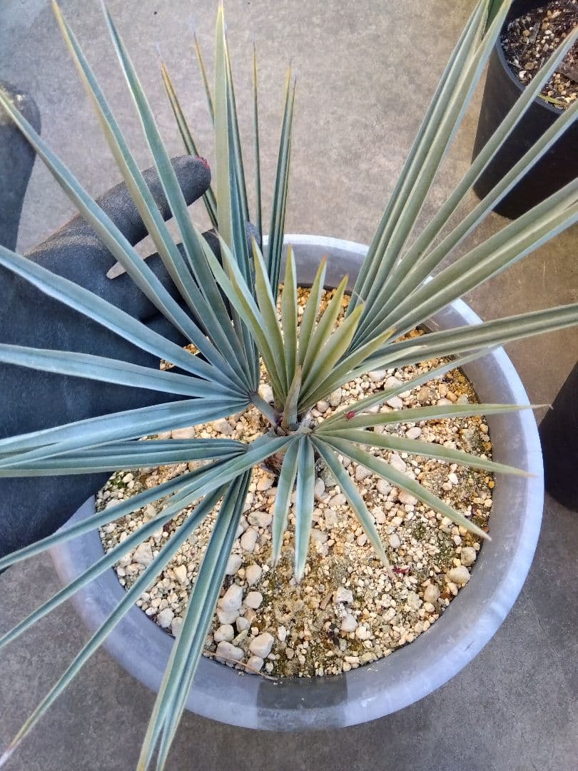 ブラヘアアルマータ　10号鉢つき　細葉コンパクトタイプ❗　さ