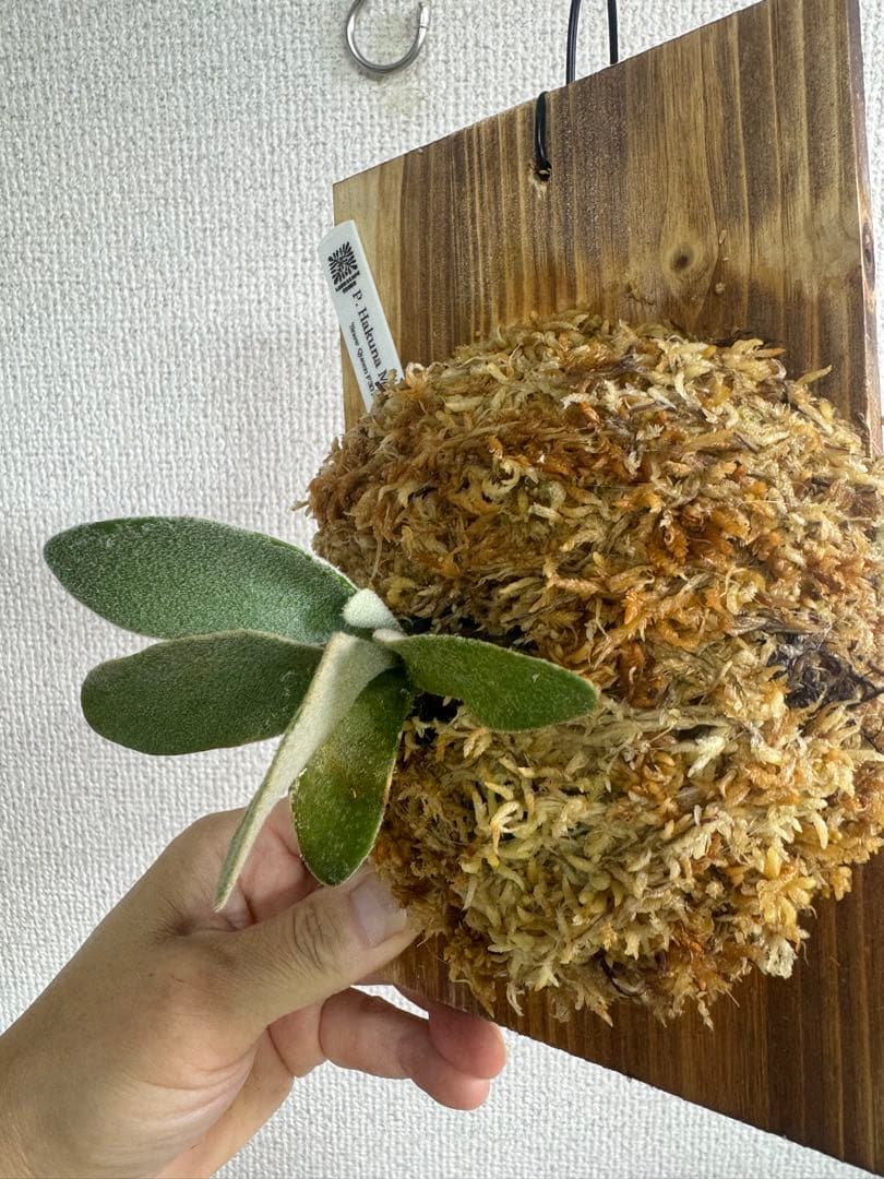 P. Hakuna Matata ハクナマタタ　ビカクシダ F301 OC