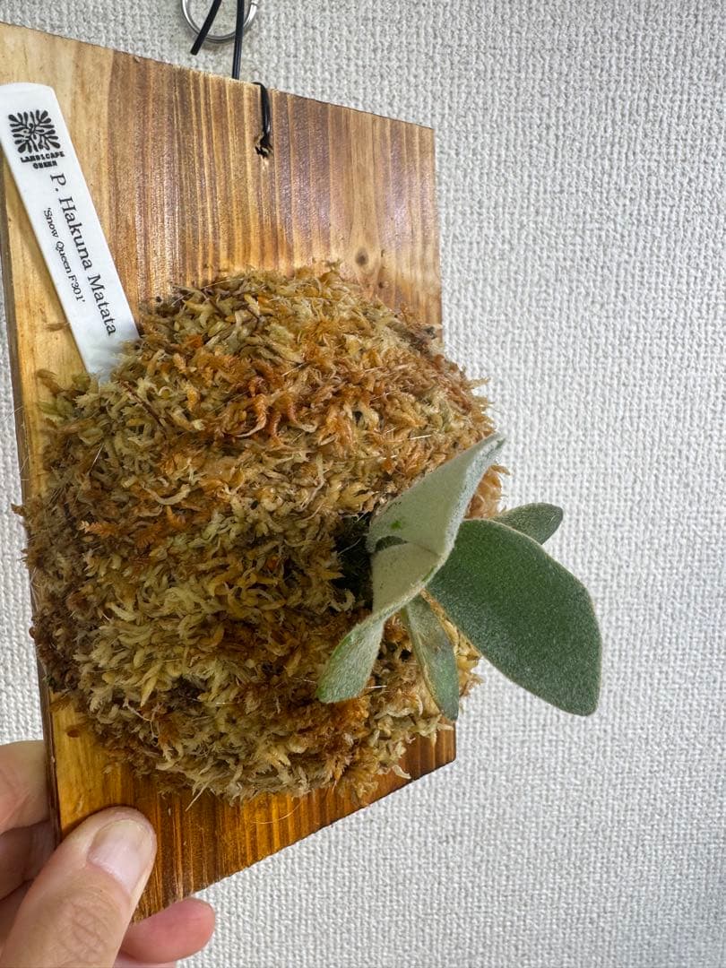 P. Hakuna Matata ハクナマタタ　ビカクシダ F301 OC