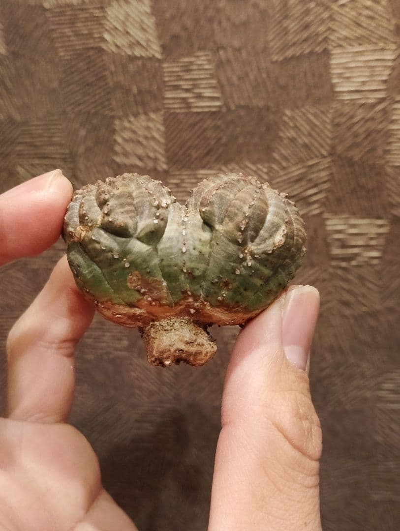 希少 ユーフォルビア オベサ ダブルベッド