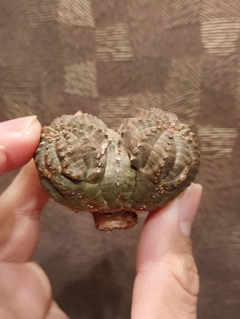 希少 ユーフォルビア オベサ ダブルベッド