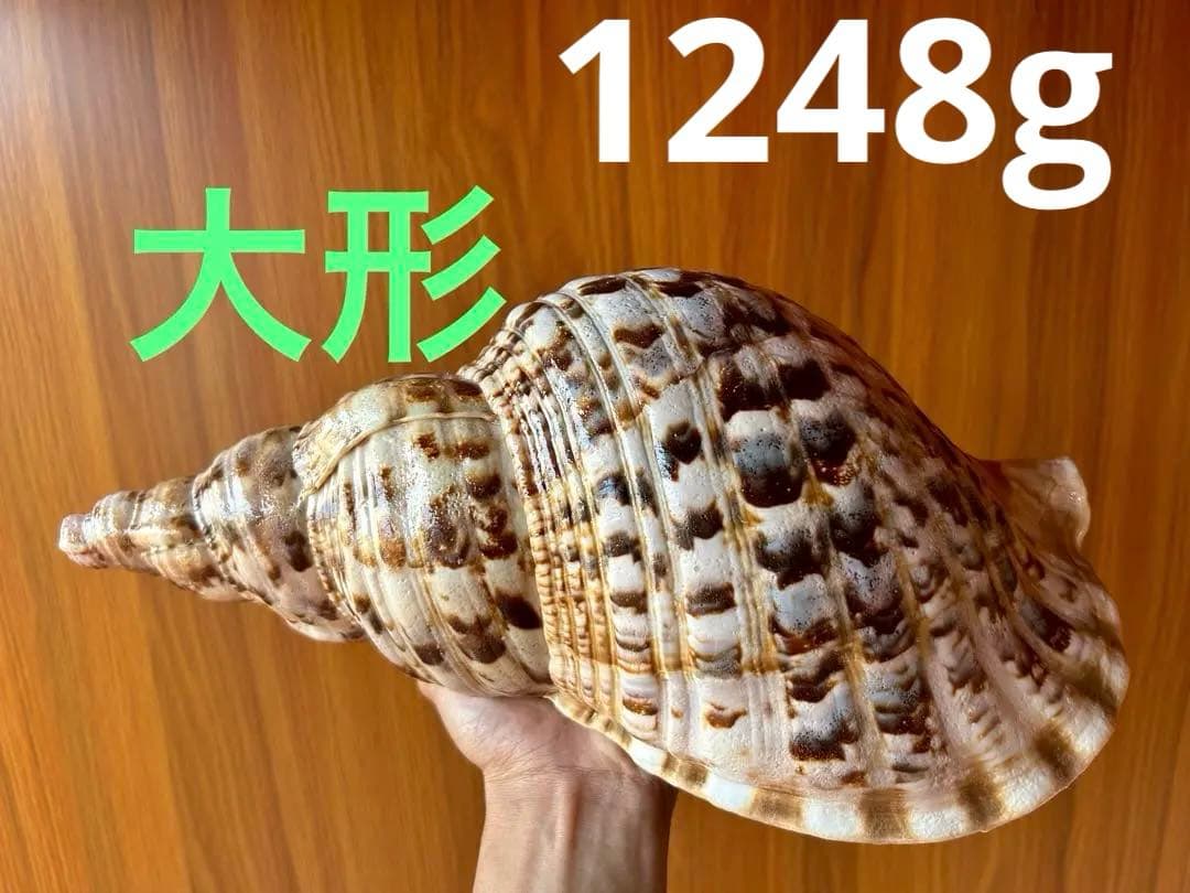 大形　法螺貝33.5cm 1248g