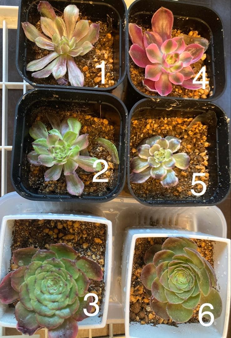 確認用　　アエオニウム 6種類セット