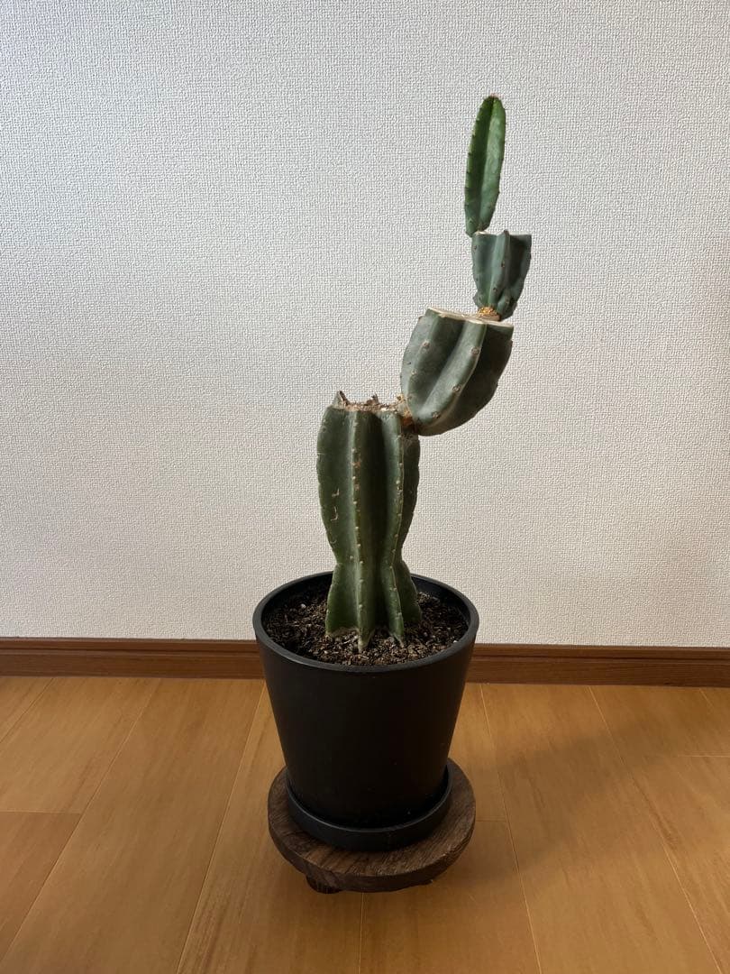 柱サボテン　鬼面閣　ブランチ