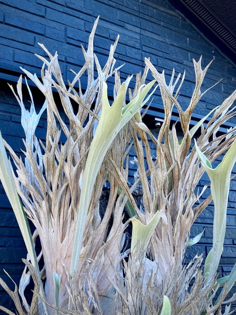 ビカクシダ ベイチー P.veitchii wild Australia