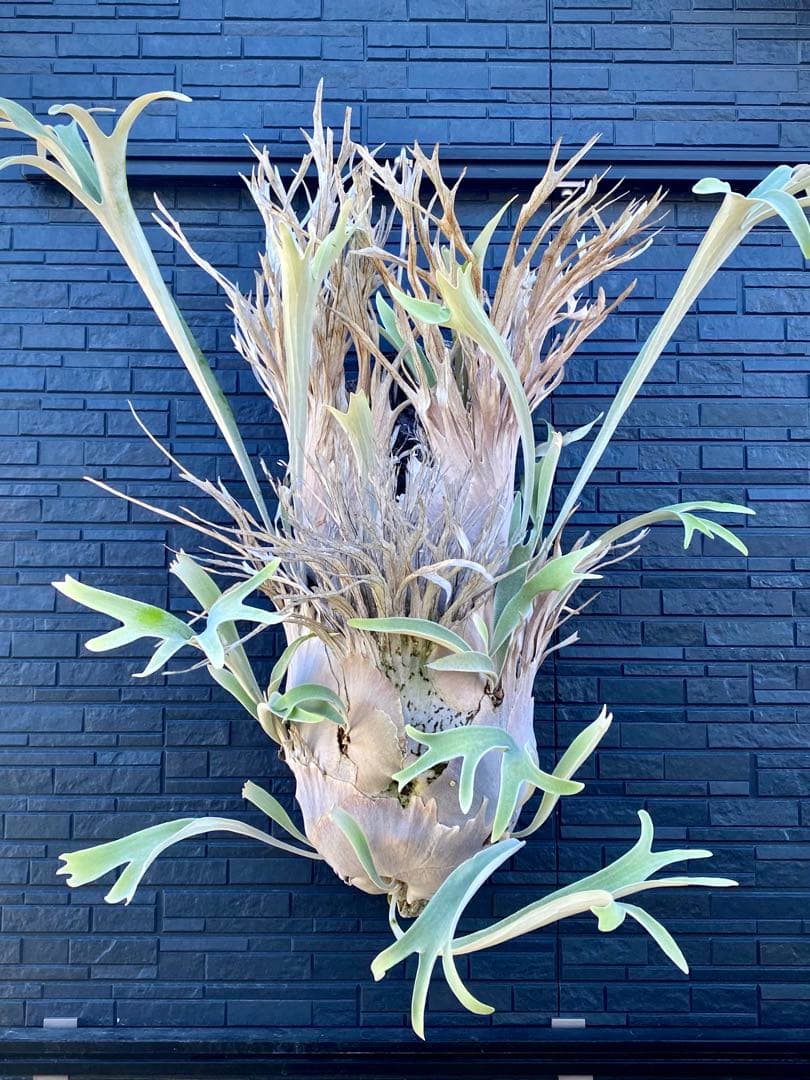 ビカクシダ ベイチー P.veitchii wild Australia