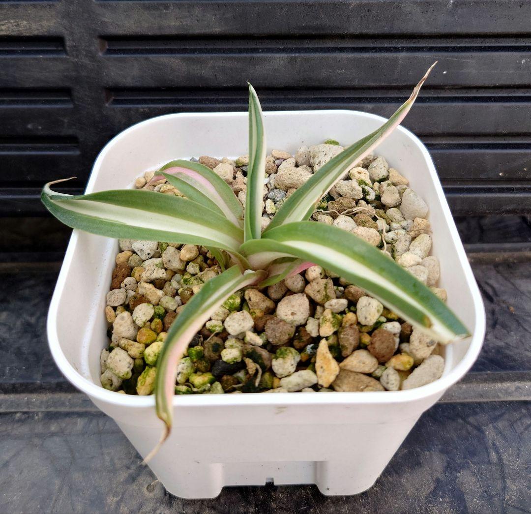 アガベ　デスメティアーナ　ホワイト