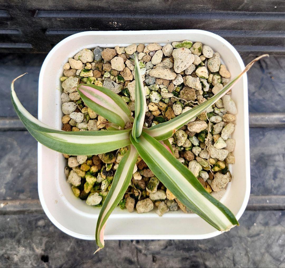 アガベ　デスメティアーナ　ホワイト