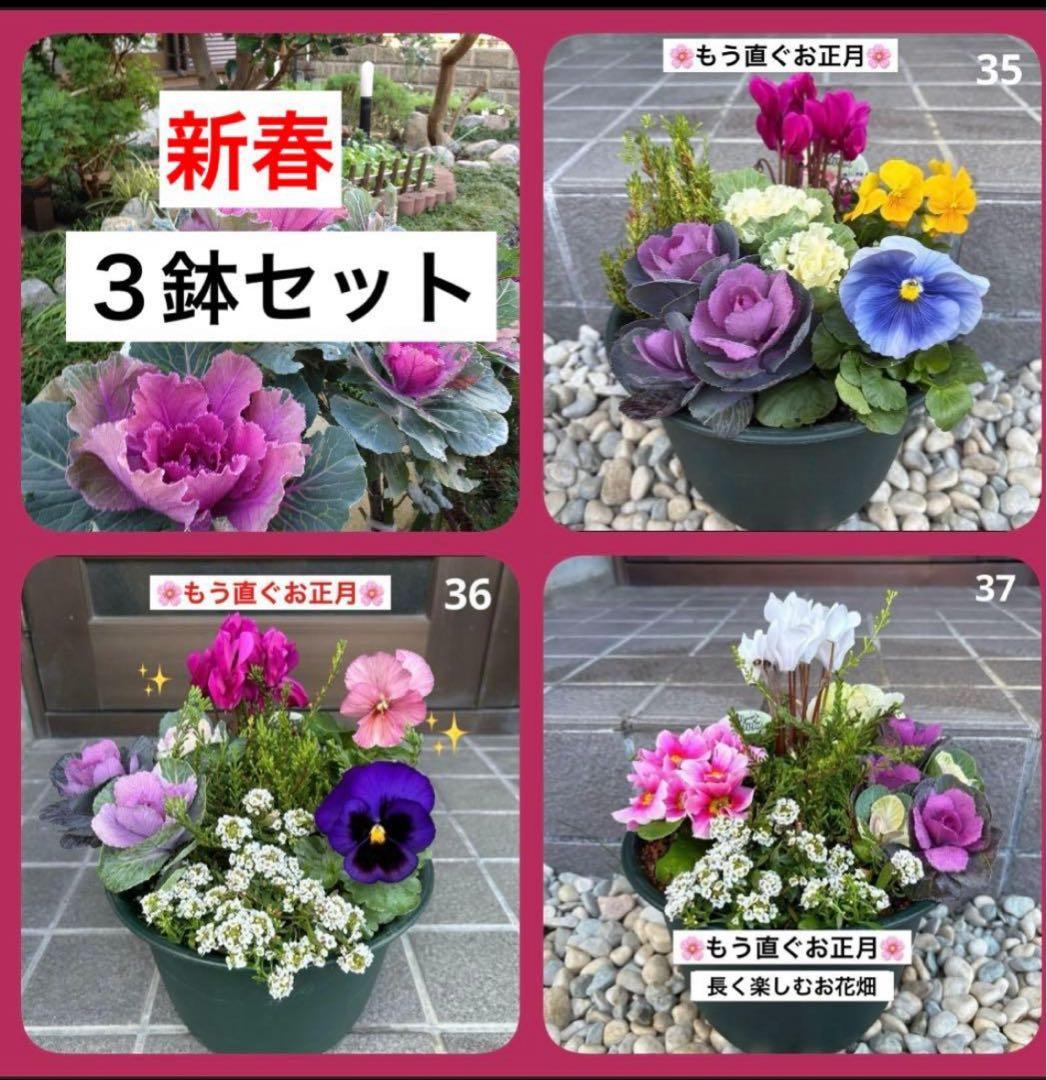 ☆新春の寄せ植え☆長く楽しむ☆寄せ植え☆３鉢セット☆