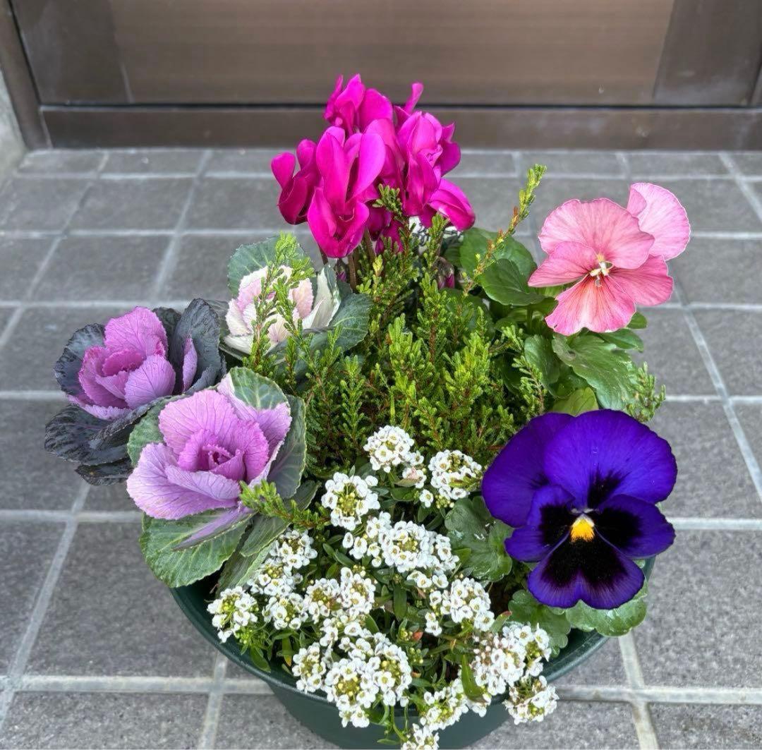 ☆新春の寄せ植え☆長く楽しむ☆寄せ植え☆３鉢セット☆