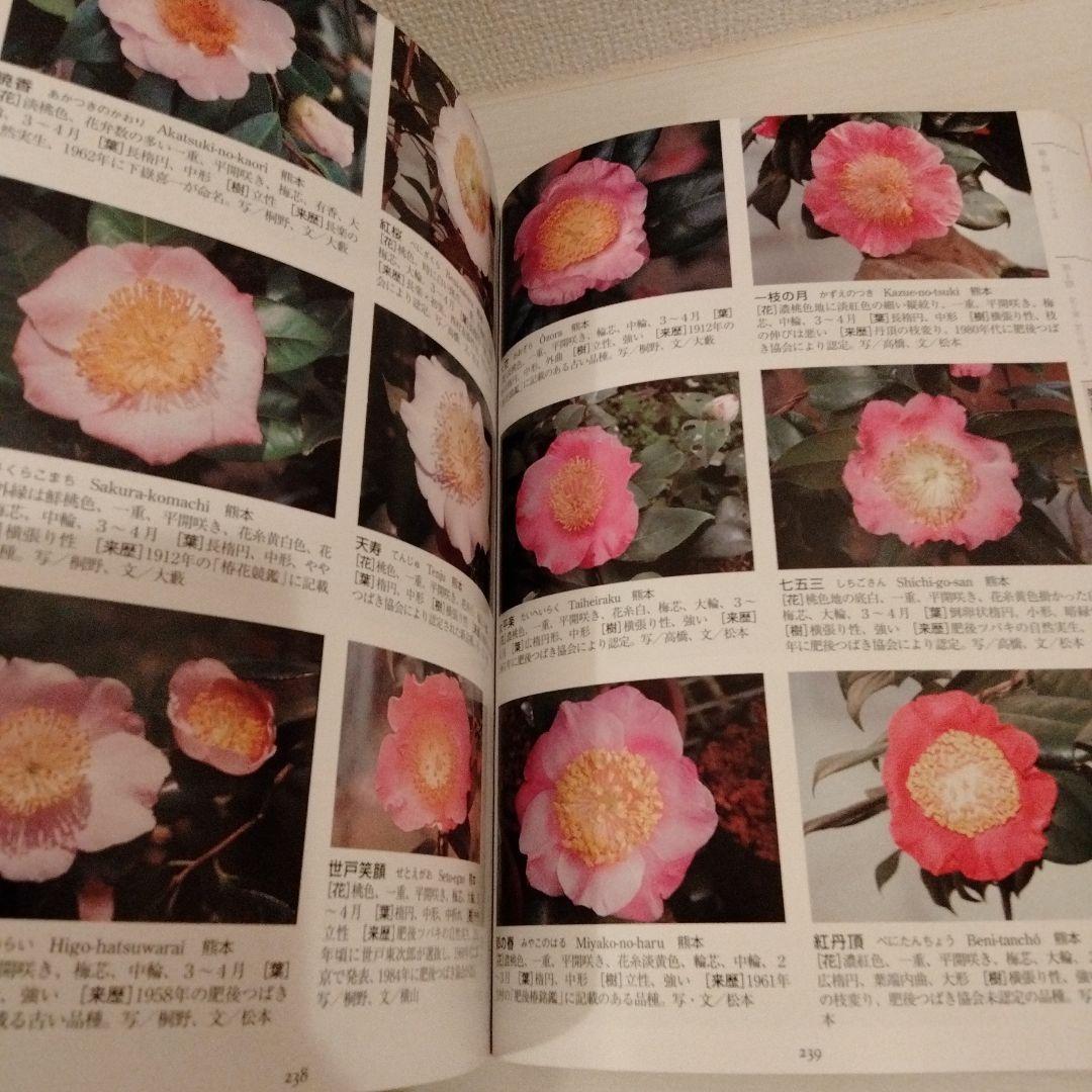 最新日本ツバキ図鑑　椿　サザンカ　貴重