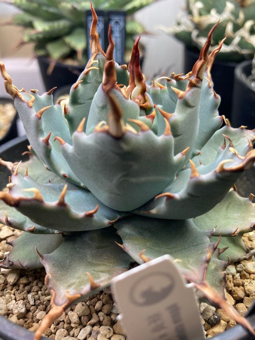 アガベ ハイブリッド 妖炎×特白肌甲蟹 土田制所 子株 カキコ