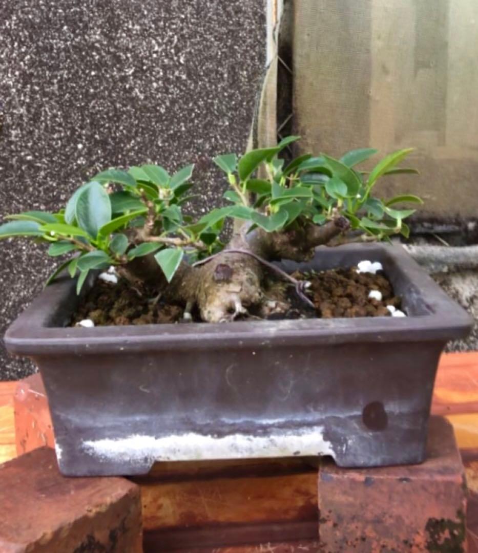 ガジュマル小品盆栽・山採り古木