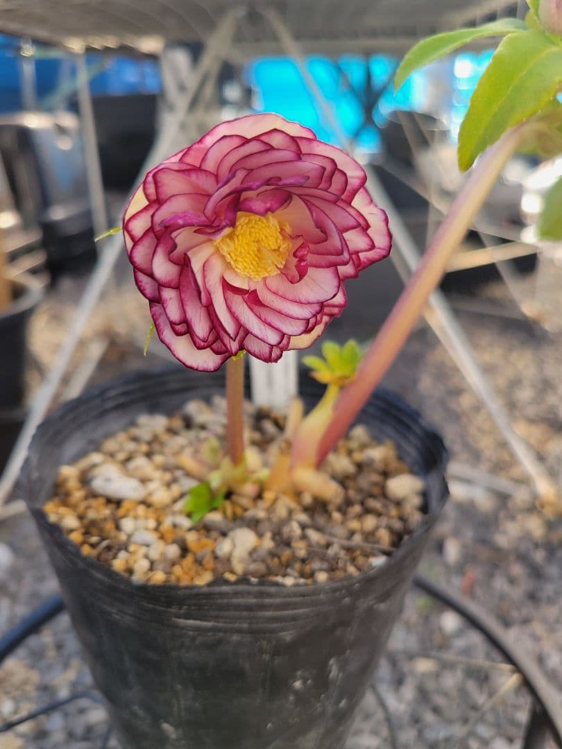 加藤農園　クリスマスローズ　多弁ゴールドピコティ