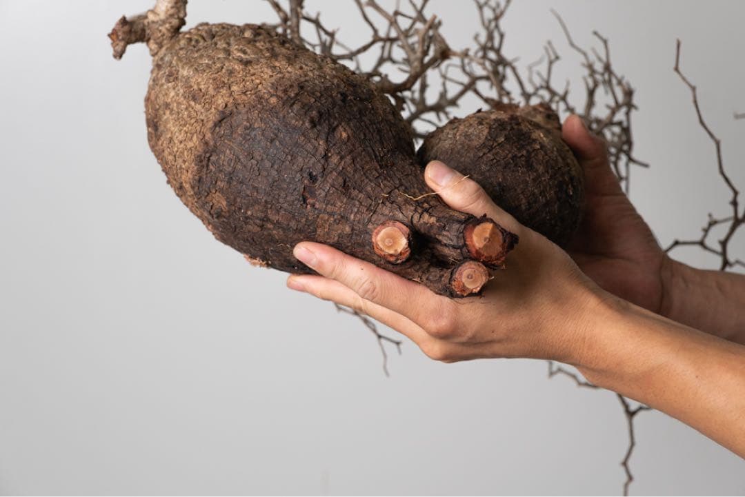 PK116オペルクリカリア パキプス コーデックス ベアルート株