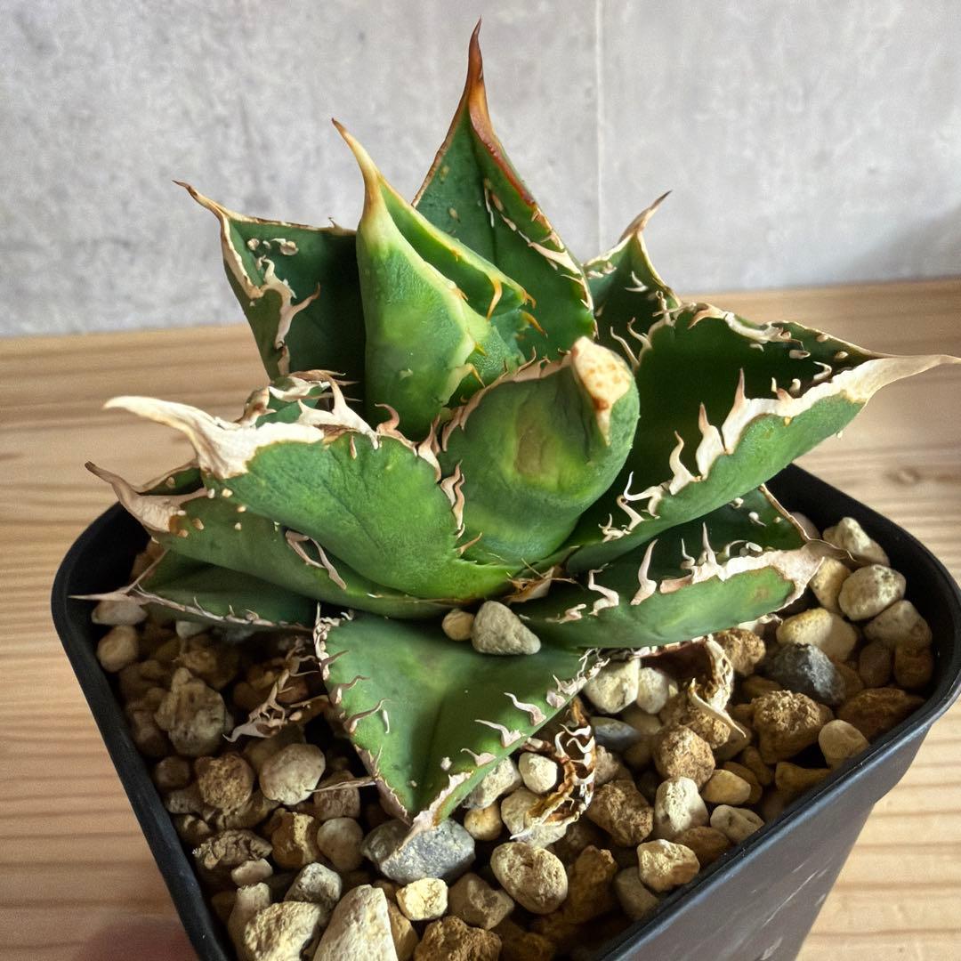 アガベ チタノタ　ぶつぶつ