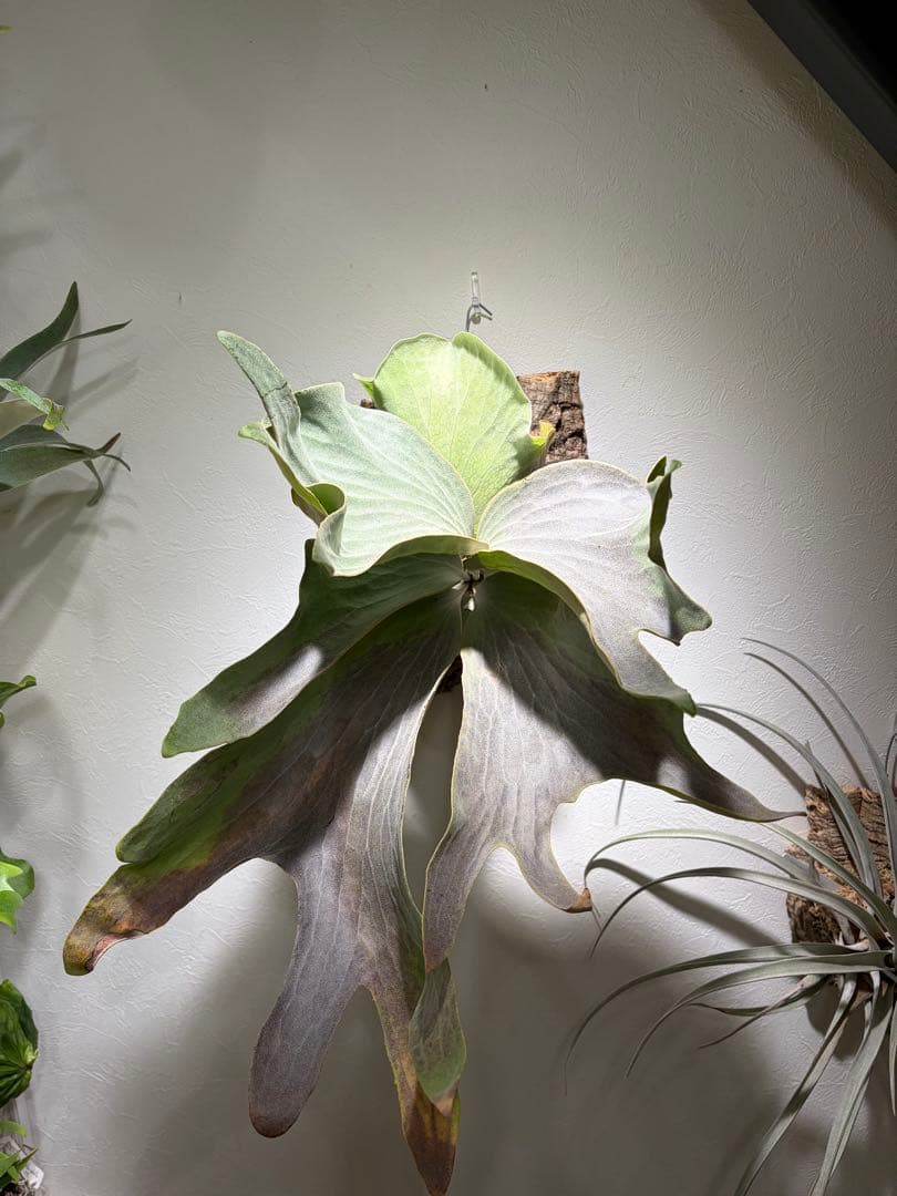 ※415さん専用②白スジうねうねFSQ 子株　ビカクシダ