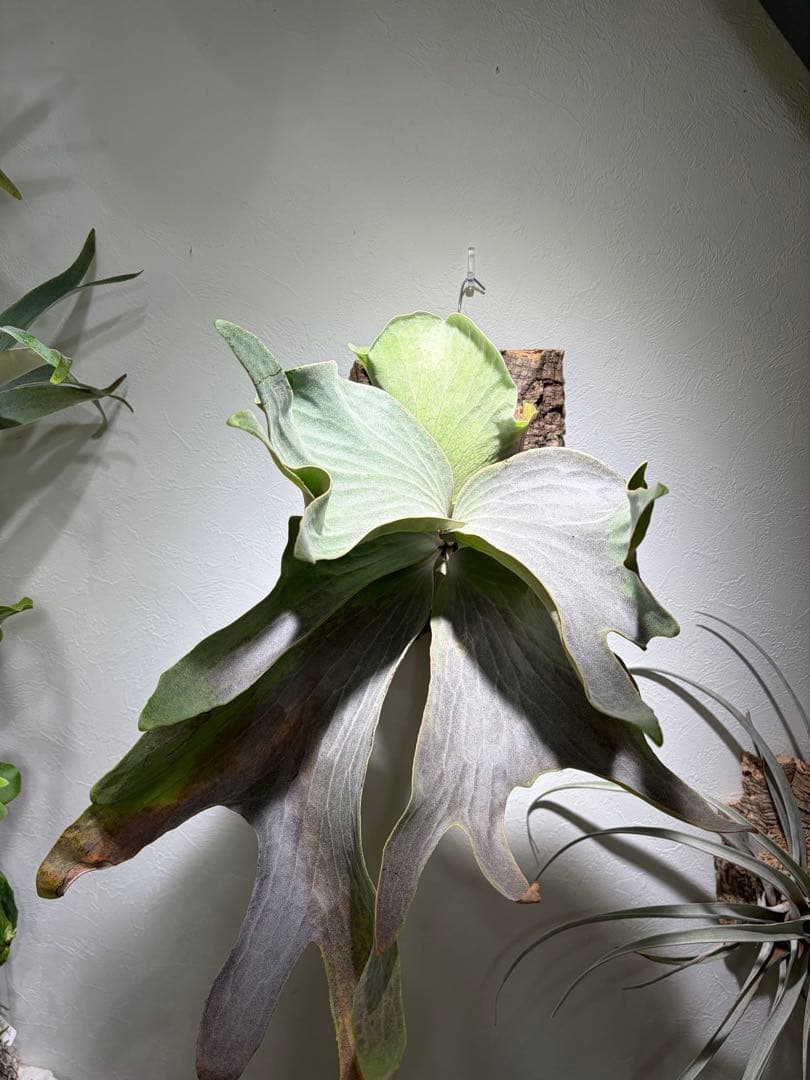 ※415さん専用②白スジうねうねFSQ 子株　ビカクシダ