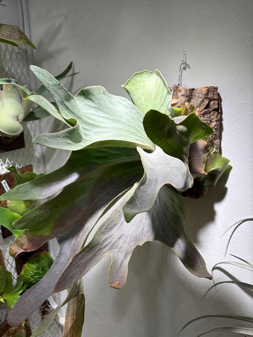 ※415さん専用②白スジうねうねFSQ 子株　ビカクシダ