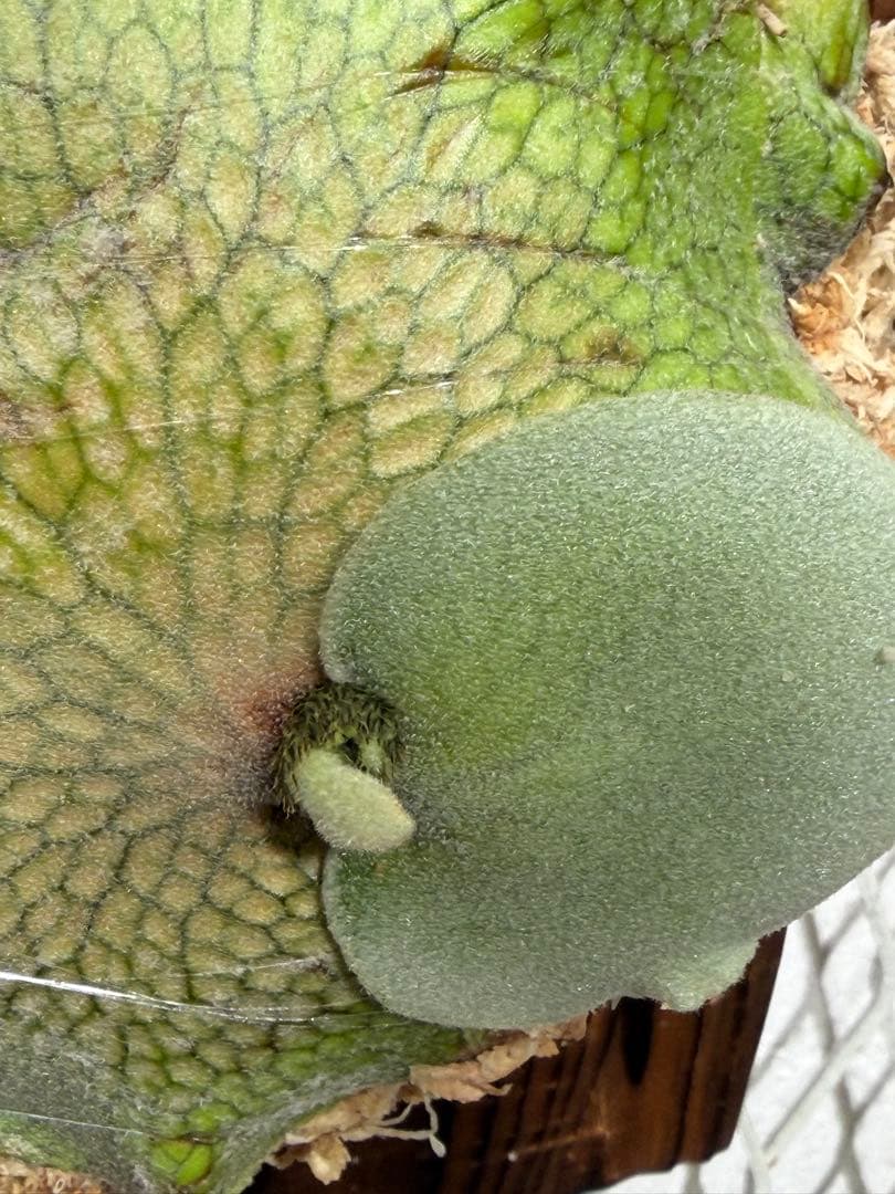 ※415さん専用②白スジうねうねFSQ 子株　ビカクシダ