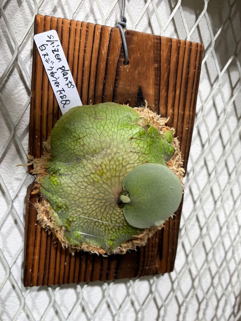 ※415さん専用②白スジうねうねFSQ 子株　ビカクシダ