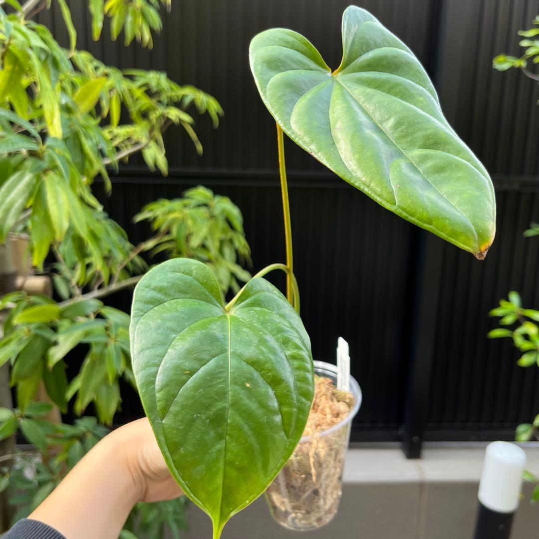 191 recavum レカバム　 アンスリウム　Anthurium