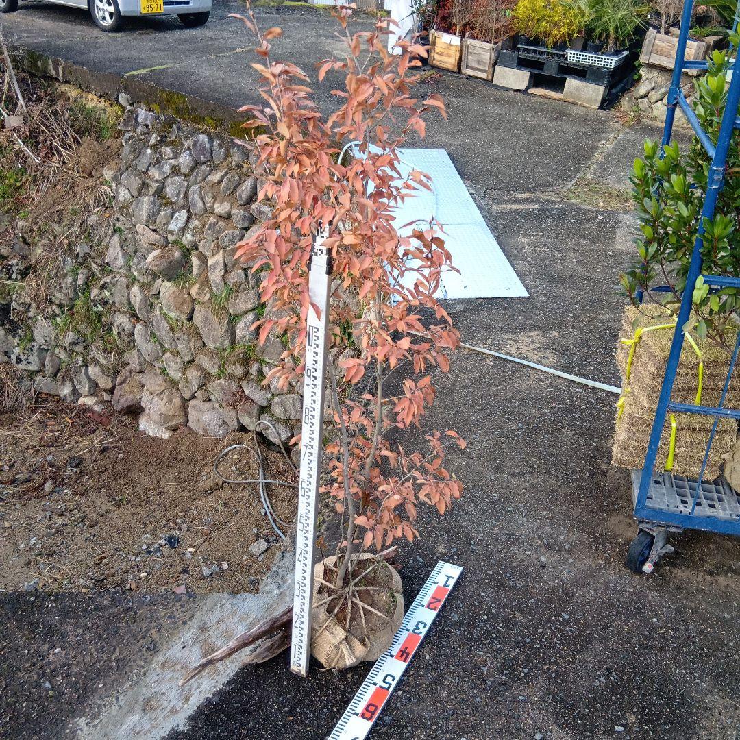 ヤマコウバシ（株立特大サイズ）