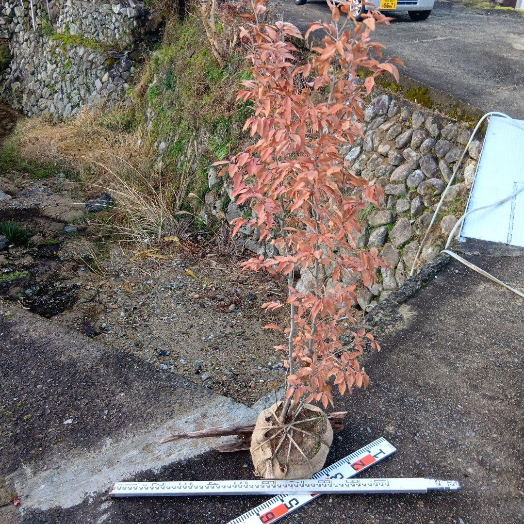 ヤマコウバシ（株立特大サイズ）