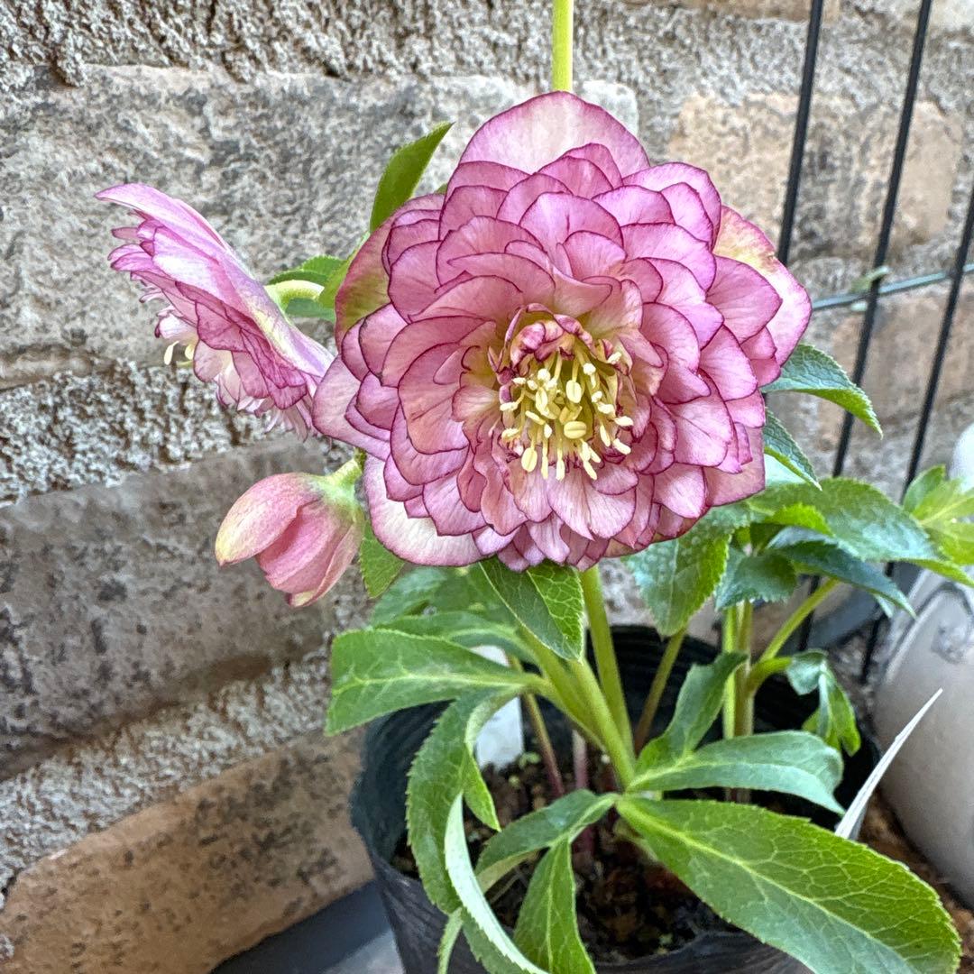 クリスマスローズ・多弁系ダブル