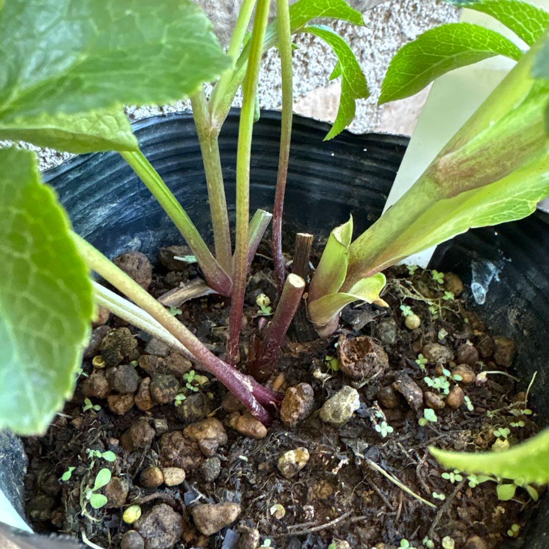 クリスマスローズ・多弁系ダブル