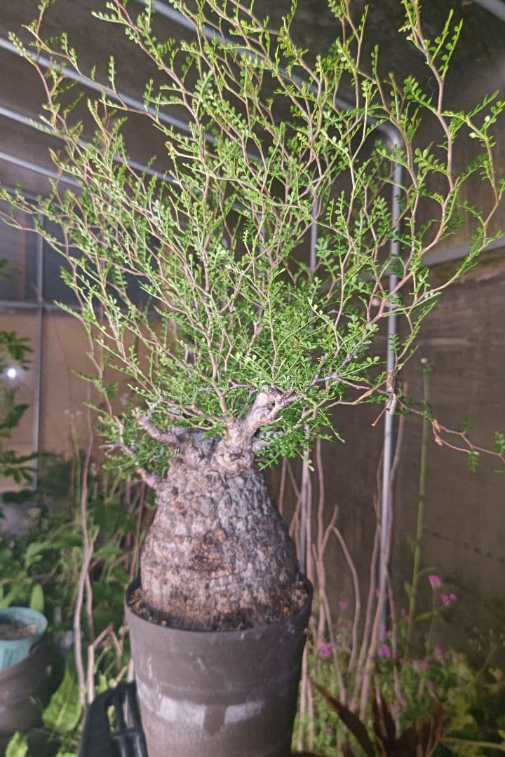 Fenrir　オペルクリカリアパキプスとグラキリス