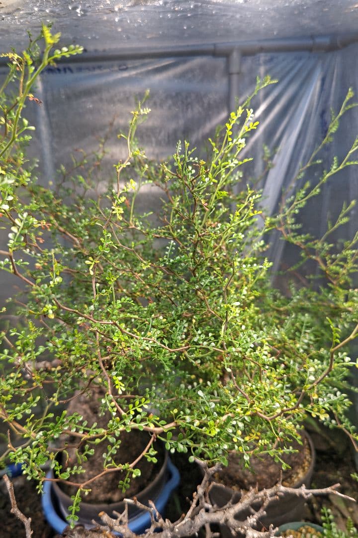 Fenrir　オペルクリカリアパキプスとグラキリス