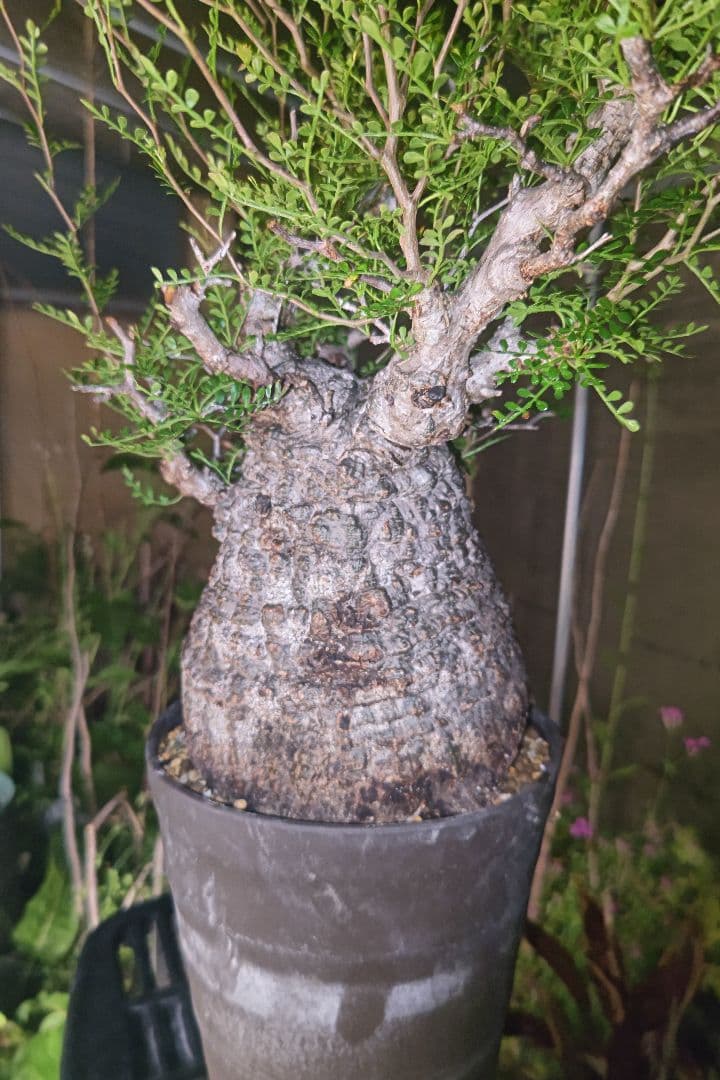 Fenrir　オペルクリカリアパキプスとグラキリス