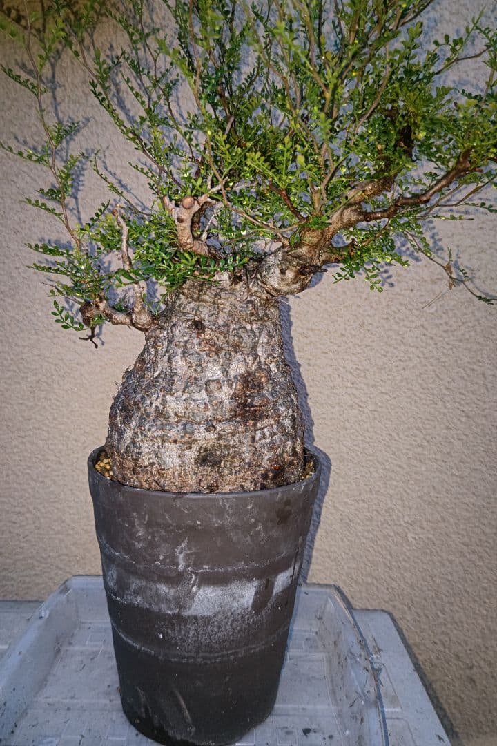 Fenrir　オペルクリカリアパキプスとグラキリス