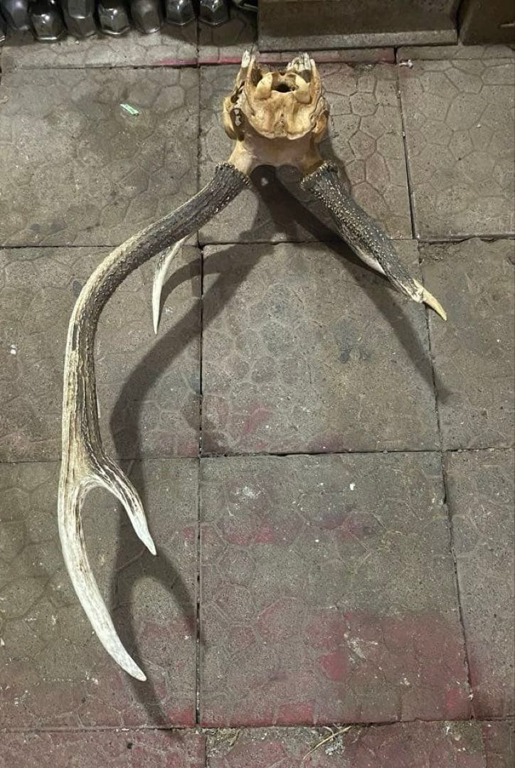 蝦夷鹿hunting trophy（deer skull）アシンメトリー