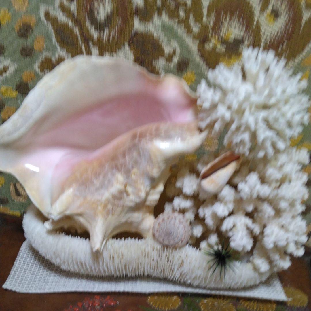 白珊瑚コンク貝他オブジェ