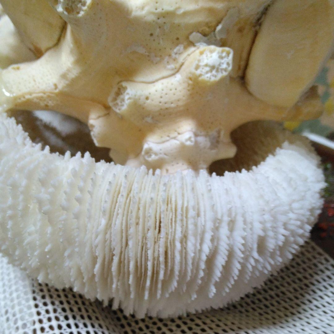 白珊瑚コンク貝他オブジェ