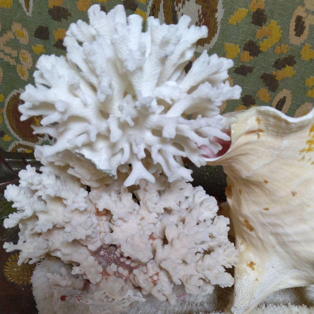 白珊瑚コンク貝他オブジェ