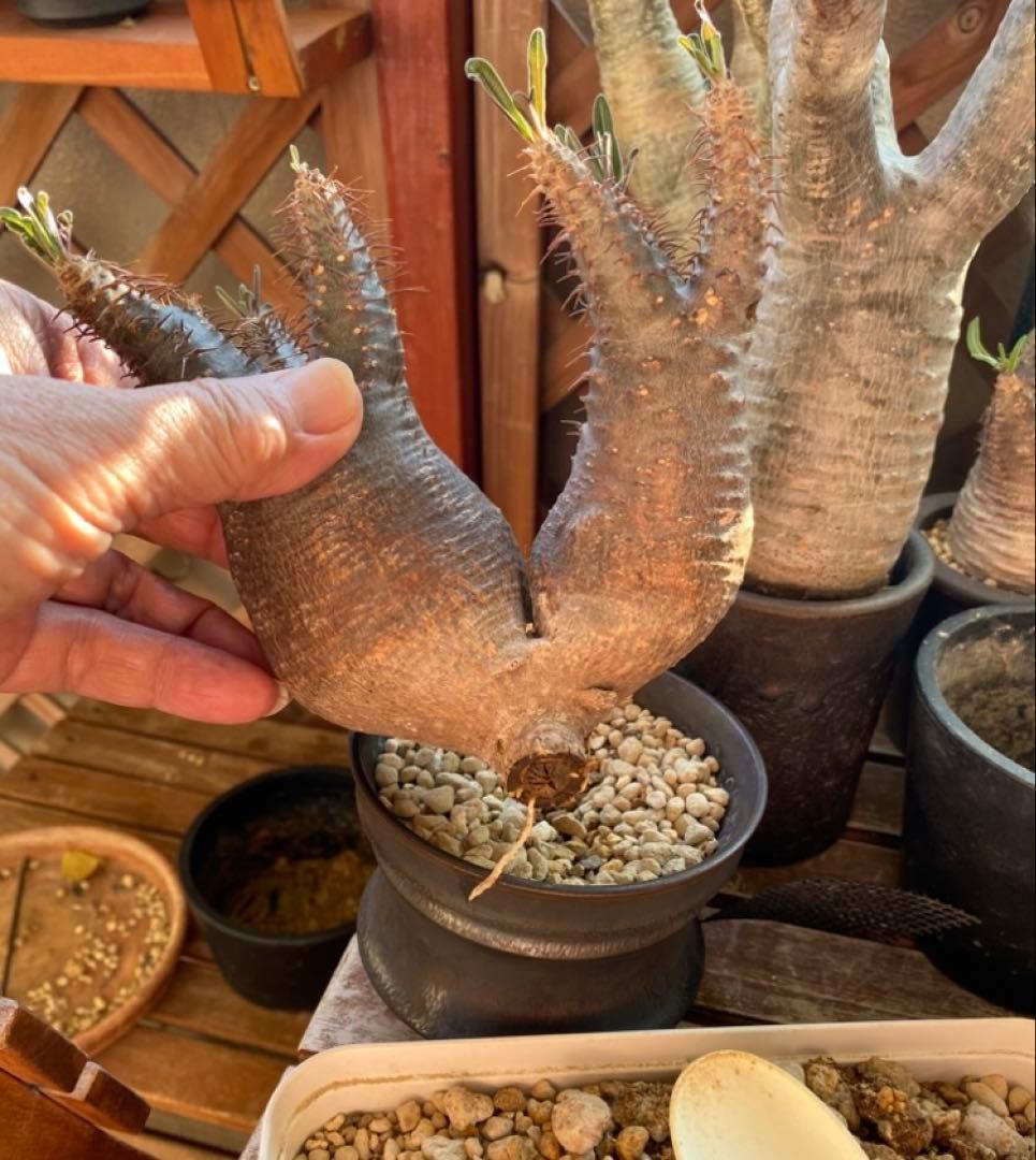 グラキリス多頭 大きめ現地球 発根確認済