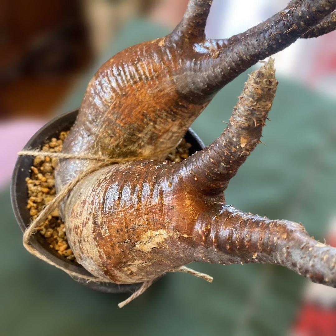 グラキリス多頭 大きめ現地球 発根確認済