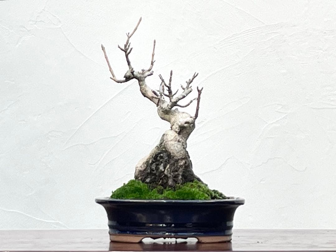 三河盆栽　石付き宮様カエデ　盆栽