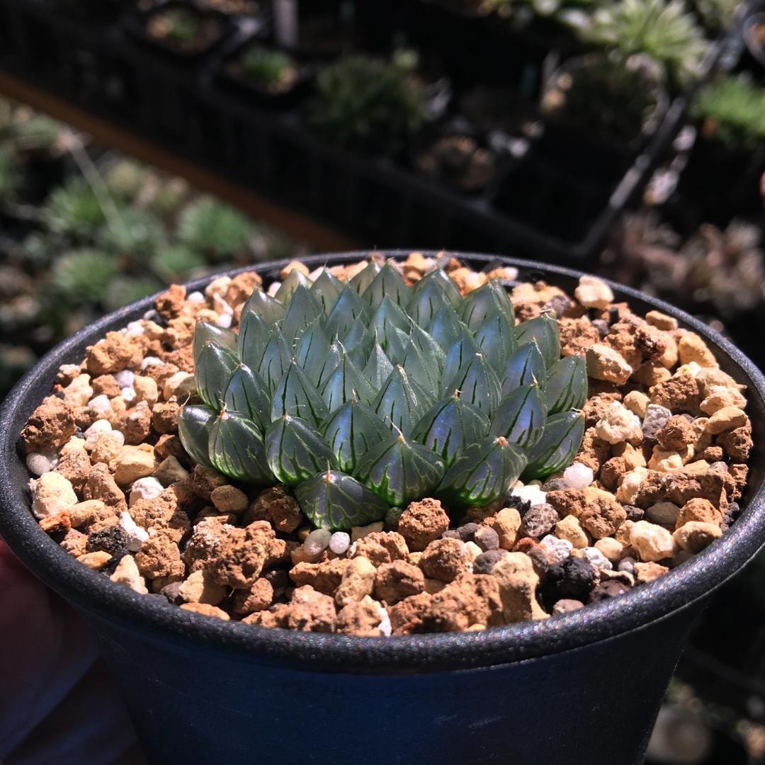 【期間限定出品】ハオルチア 「出藍」 H. 'Shutsuran'　多肉植物
