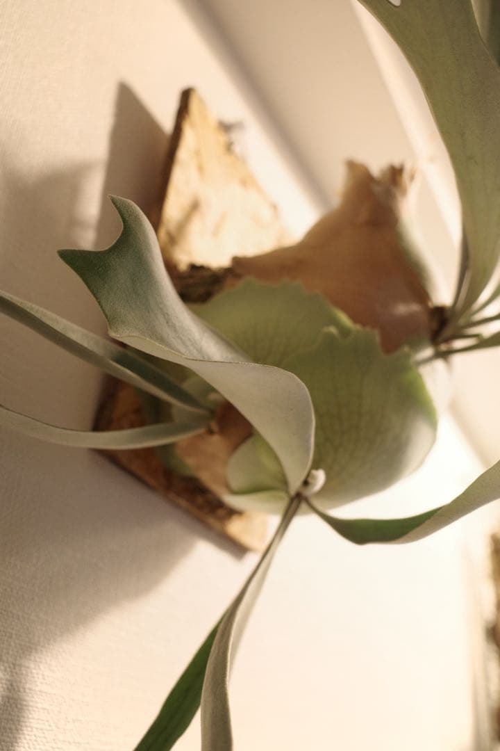 ビカクシダ大株_ベイチー