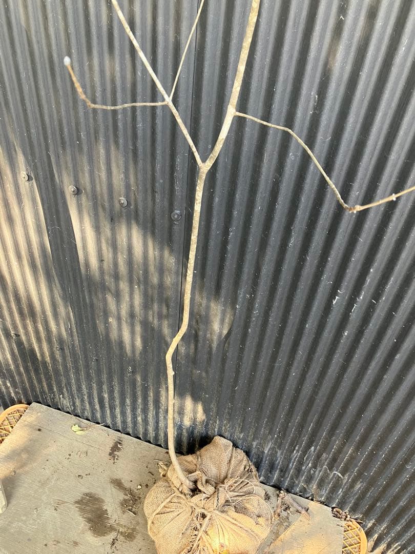 山採り　アオダモ