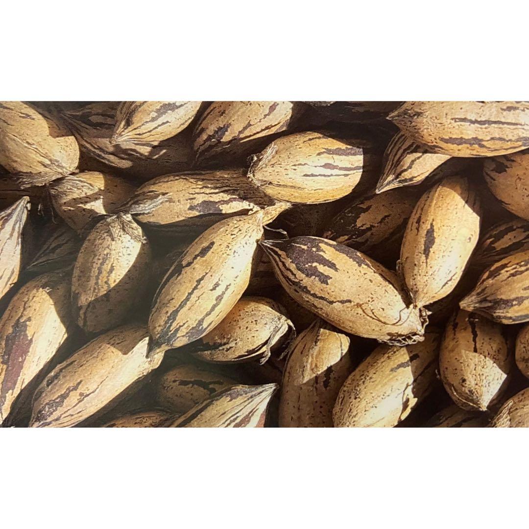 ピーカンナッツ　接木地堀苗　ウィチタ