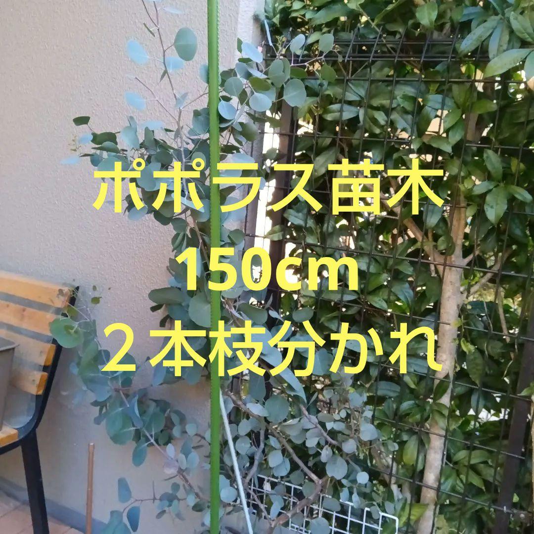 ポポラス苗150cm　18日以降値上がり致します