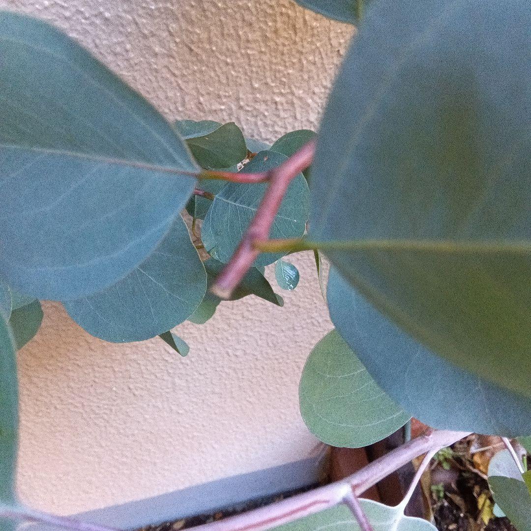 ポポラス苗150cm　18日以降値上がり致します