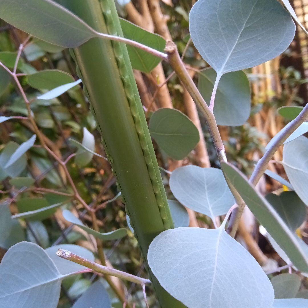 ポポラス苗150cm　18日以降値上がり致します